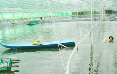 Nuôi tôm trong nhà lưới dùng bạt lót cho năng suất cao ổn định