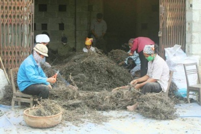 Lạng Sơn: Xây dựng đề tài khoa học nhằm nâng cao giá trị Sòng Bài Trực Tuyến 13Win.com cho cây thạch đen 