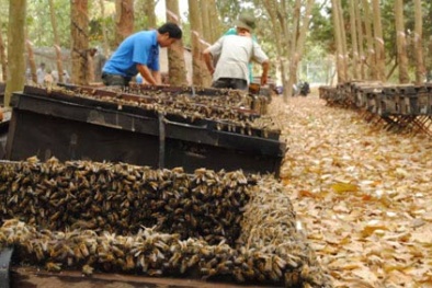 Kỹ thuật tạo ong chúa và nhân đàn lấy mật ong siêu dễ