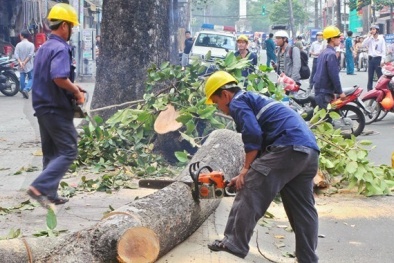 Vụ Hà Nội chặt cây xanh: 'Các bác yên tâm sẽ xử lý kỷ luật và công khai sớm'