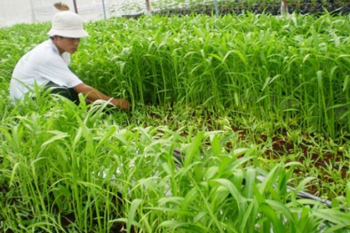 Cách trồng rau muống vừa sạch vừa non ‘mơn mởn’
