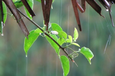 Dự báo thời tiết ngày mai 24/7/2015: Bắc Bộ có mưa rào và dông vài nơi  