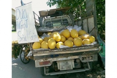 Treo biển Sài Gòn, bán dưa lưới vàng Trung Quốc