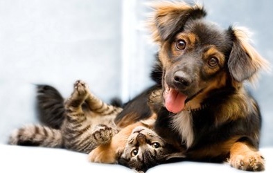 Chó, mèo lần đầu được công nhận quyền công dân 