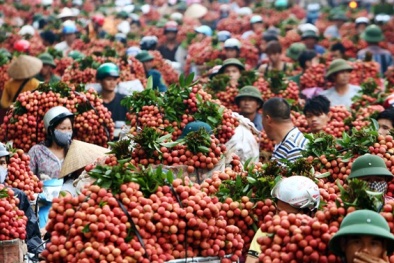 300 thương nhân Trung Quốc từng 'đổ bộ' vào đất vải Lục Ngạn