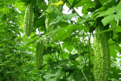 Kỹ thuật phòng trừ rầy lửa, rầy nhớt đảm bảo năng suất khổ qua