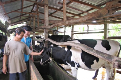 ‘Ngân hàng bò’ của FrielslandCampina VN góp phần phát triển bộ mặt nông thôn mới 