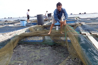 Phương pháp nuôi cá mú cọp bằng lồng bè cho năng suất vượt trội 