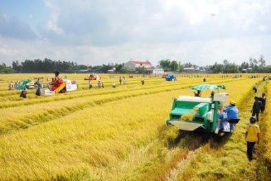 Cánh đồng mẫu lớn từng bước nâng cao thương hiệu gạo Việt