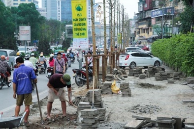 Đề án cải tạo cây xanh: Chuyên gia khuyên 'sấu,' Sở chọn 'lát hoa'