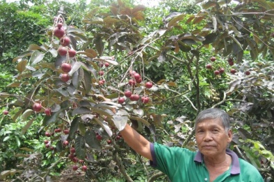 Nóng - lạnh với trái cây lạ