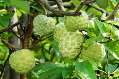 8 công dụng chữa bệnh thần kỳ từ quả na 