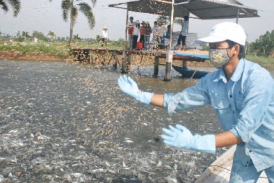 Quy chuẩn kỹ thuật về cơ sở nuôi cá tra trong ao đảm bảo năng suất chất lượng tốt