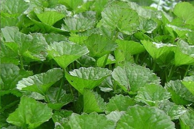 Kỹ thuật trồng rau má xanh tốt, mỡ màng, năng suất