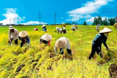 Đồng bằng sông Cửu Long nâng cao chất lượng lúa gạo