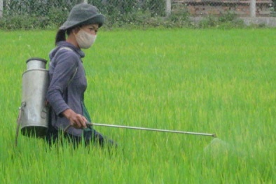 Quảng Ngãi: Mô hình thâm canh cây lúa 3 giảm 3 tăng cho năng suất cao