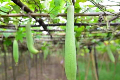 Lợi sữa sau sinh nhờ ăn mướp