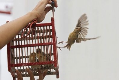 Phóng sinh hình thức và thô thiển, tội nhiều hơn phúc!