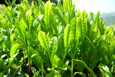 Kỹ thuật trồng trà xanh tại nhà non xanh mơn mởn
