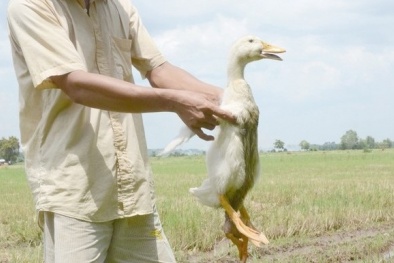 Phát hiện chú vịt bốn chân kỳ quái tại Tây Ninh
