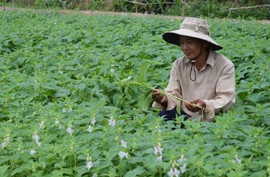 Kỹ thuật trồng mè đen đơn giản, cho năng suất không tưởng