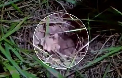 Bi hài tù nhân sắp vượt ngục thành công thì mắc kẹt trong đường hầm