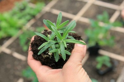 Phương pháp trồng cây hương thảo trong chậu tiện lợi