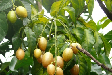 Cách chữa bệnh hữu hiệu từ quả quất hồng bì