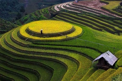 Ngất ngây cảnh sắc ruộng bậc thang vùng cao Tây Bắc mùa lúa chín