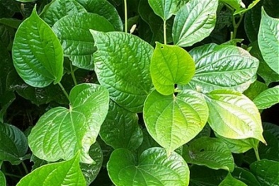 Các bài thuốc chữa bệnh hiệu quả từ lá lốt