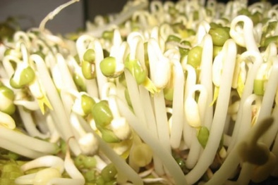 Cách chọn giá đỗ ngon không có chất kích thích 