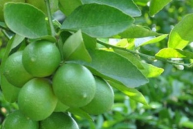 Lá chanh: Vị thuốc Đông y có tác dụng kỳ diệu