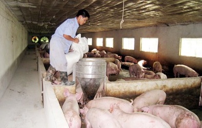 'Bóng ma' chất cấm bao phủ ngành chăn nuôi