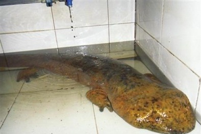 'Quái vật bốn chân' khổng lồ xuất hiện ở Trung Quốc