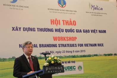 Xây dựng thương hiệu gạo: Khẳng định vị thế 'hạt vàng làng ta' trên thị trường thế giới 