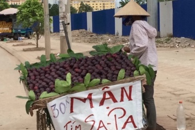 Mận tím Trung Quốc 'gắn mác' mận Sapa tràn ngập thị trường