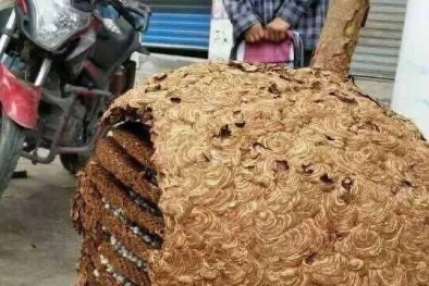 Phát hiện tổ ong khổng lồ nặng 78kg ở Trung Quốc