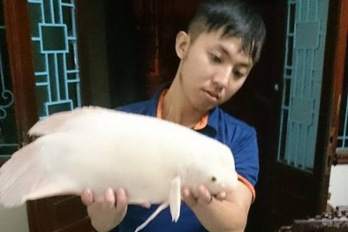 Giải mã ‘quái ngư’ trắng bắt được ở Hồ Tây