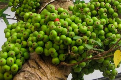 Những công dụng thần kì của quả sung