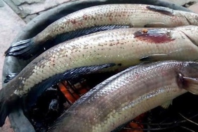 Uẩn khúc trong cái chết của hai trẻ sau khi ăn cá lóc nướng