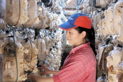 Giải đáp câu hỏi của bạn đọc về trồng nấm mèo (mộc nhĩ)