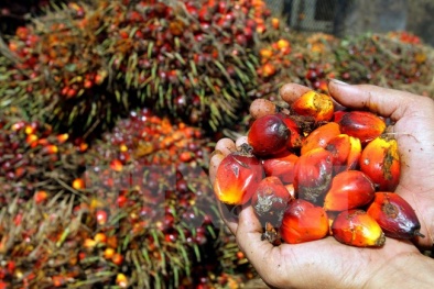 Đọc báo hôm nay: Những tin tức mới cập nhật 24h ngày 11/10/2015 