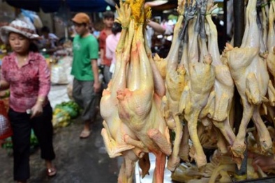 Thực hư trước thông tin gà được 'tạo màu' bằng chất vàng ô