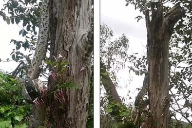 Rùng mình xem trăn khổng lồ vắt vẻo trên cây nuốt gọn thú lớn