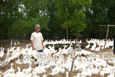 Kỹ thuật chăn nuôi vịt thả vườn khỏe mạnh, năng suất cao