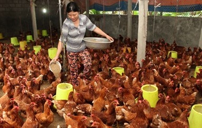 Bộ trưởng Cao Đức Phát: Lo ngại nhất chăn nuôi khi tham TPP