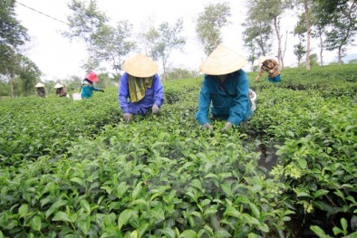 Thực hư về thông tin trà Ô long ở Lâm Đồng tồn kho 2.000 tấn
