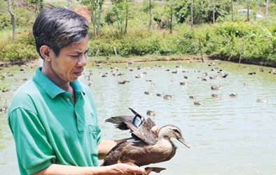 Nuôi vịt trời làm giàu trên cao nguyên
