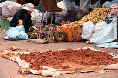 Đà Lạt bất ngờ hủy lệnh cấm khoai tây Trung Quốc