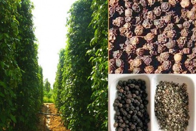 Hồ tiêu Quảng Trị: 'Lên hương' nhờ bảo hộ chỉ dẫn địa lý